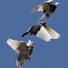 fly